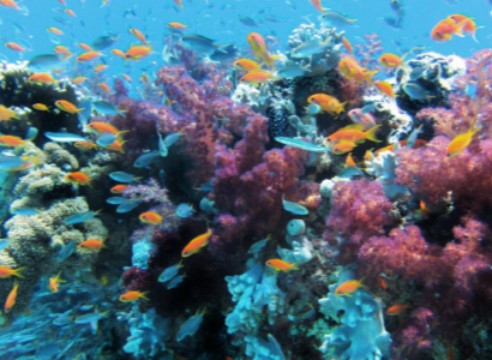 康奈尔大学三亚海洋科研项目